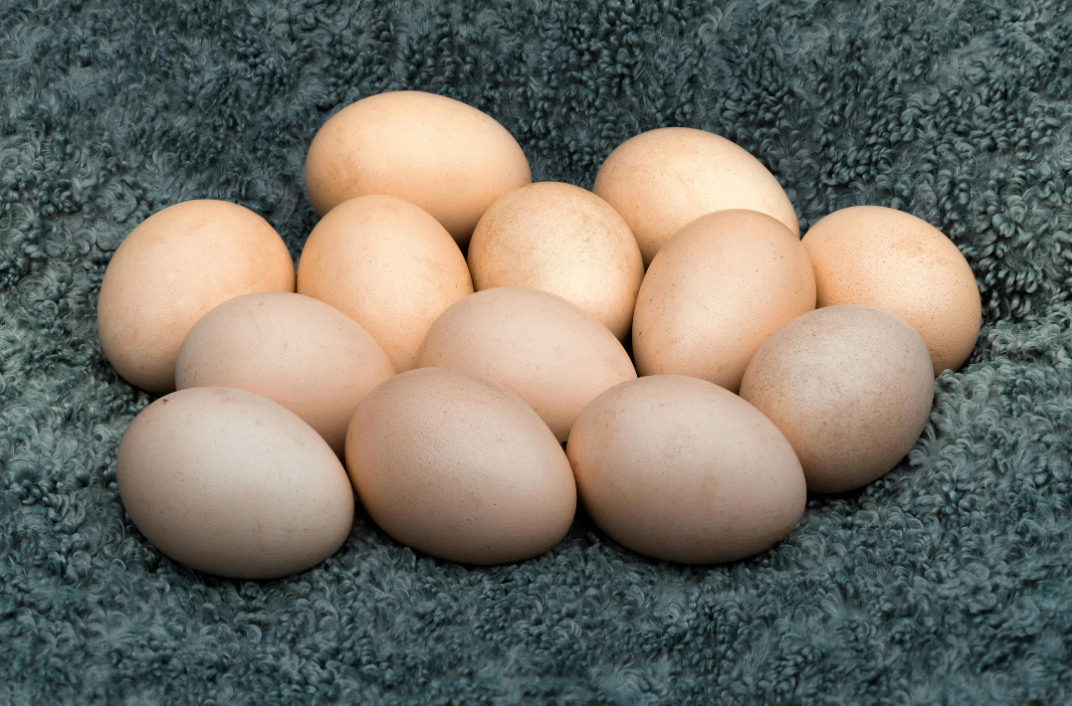Egg Membership