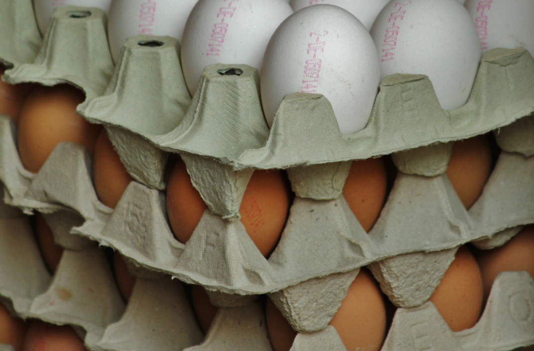 Fresh Eggs